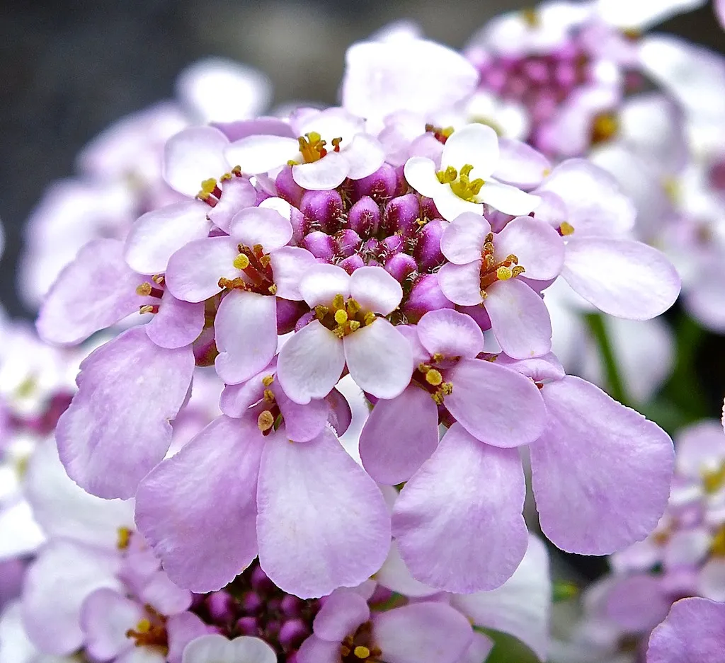 Iberis Pink Ice - Jaldety © flower
