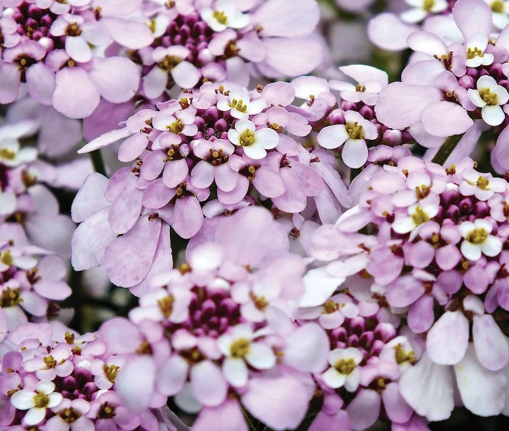 Iberis Pink Ice - s Jaldety © flowers