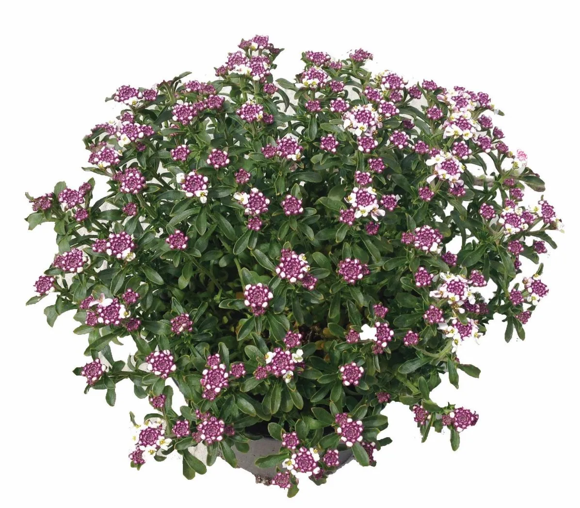 Iberis Pink Ice - s Jaldety © plant
