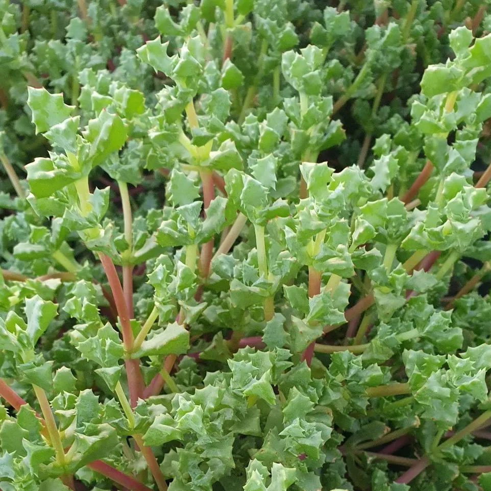 Lampranthus Deltoides Pink Ice  ©- Jaldety