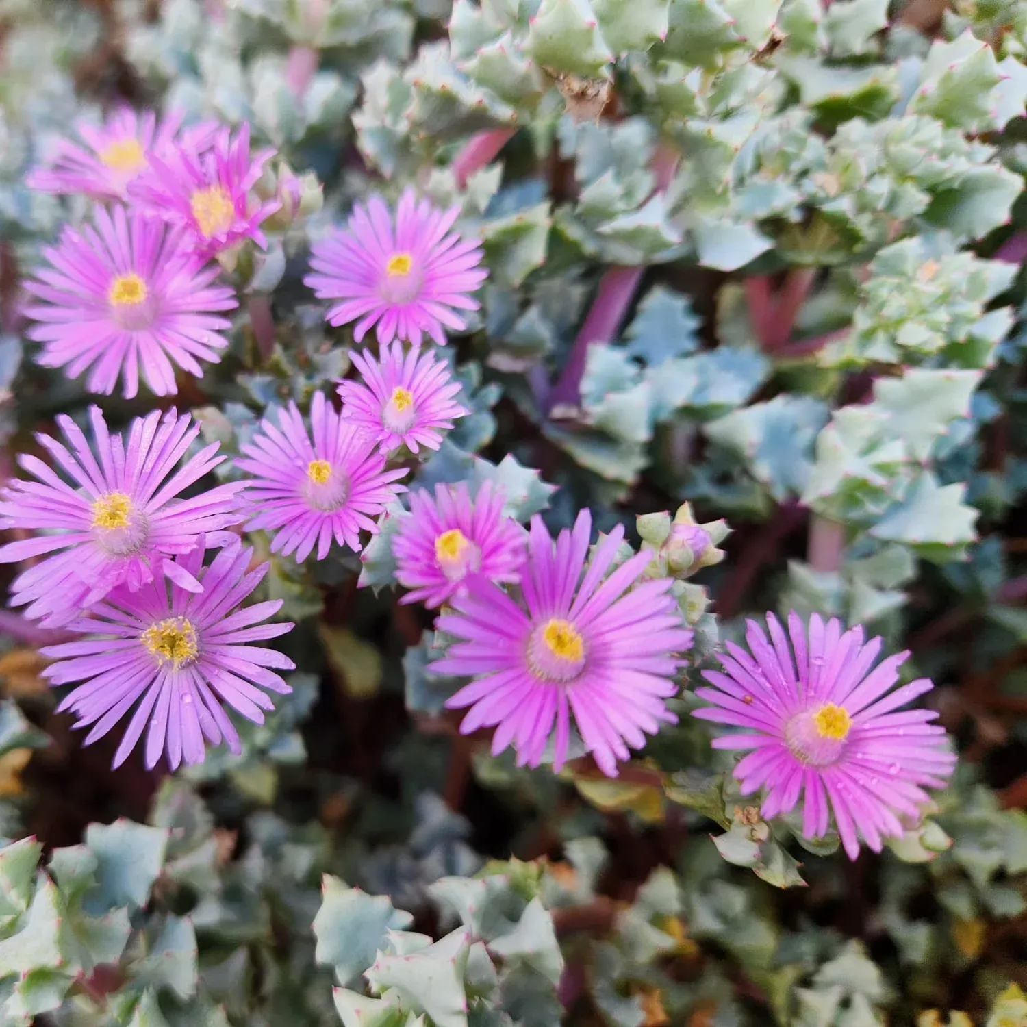 Lampranthus Deltoides Pink Ice - Jaldety © Flowers