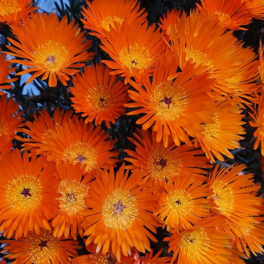 Lampranthus Orange - s Jaldety © flowers