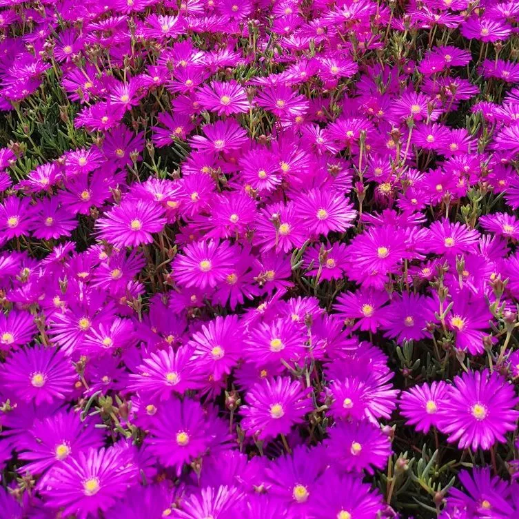 Lampranthus Pink - s Jaldety © Table