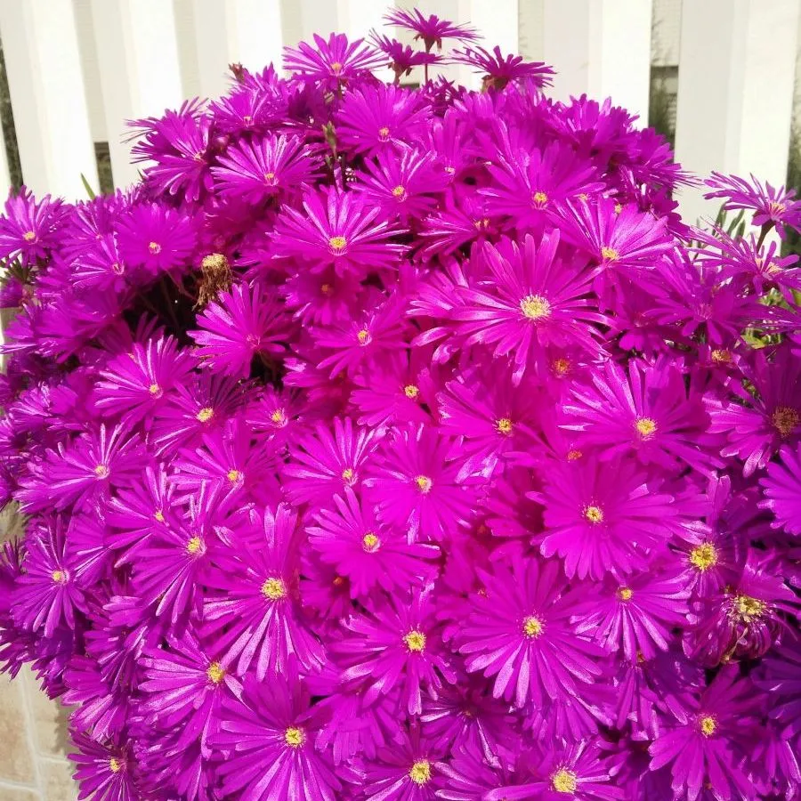 Lampranthus Pink- Jaldety © plant