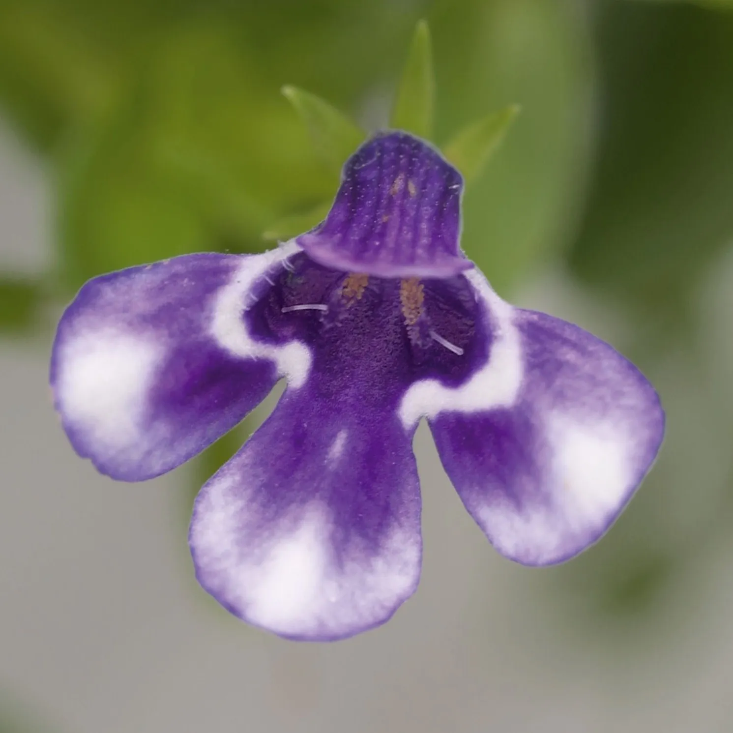 Lindernia Grandiflora Blue - Jaldety © -Flower