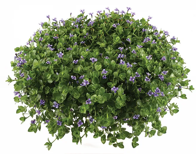 Lindernia