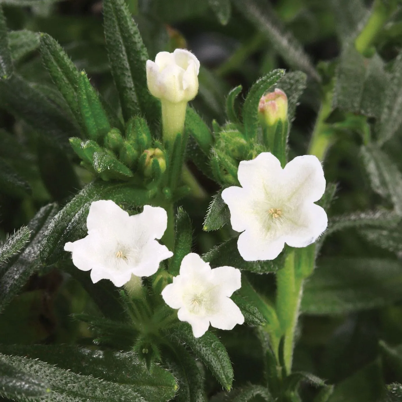 Lithodora Alba - s Jaldety © flowers