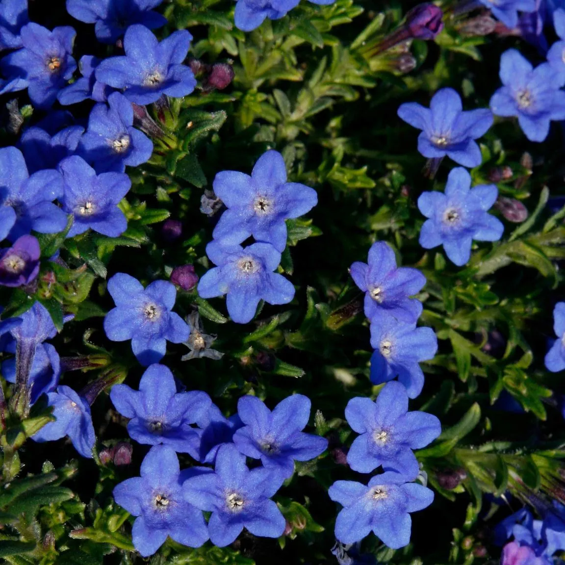 Lithodora Grace Ward - Jaldety © 2
