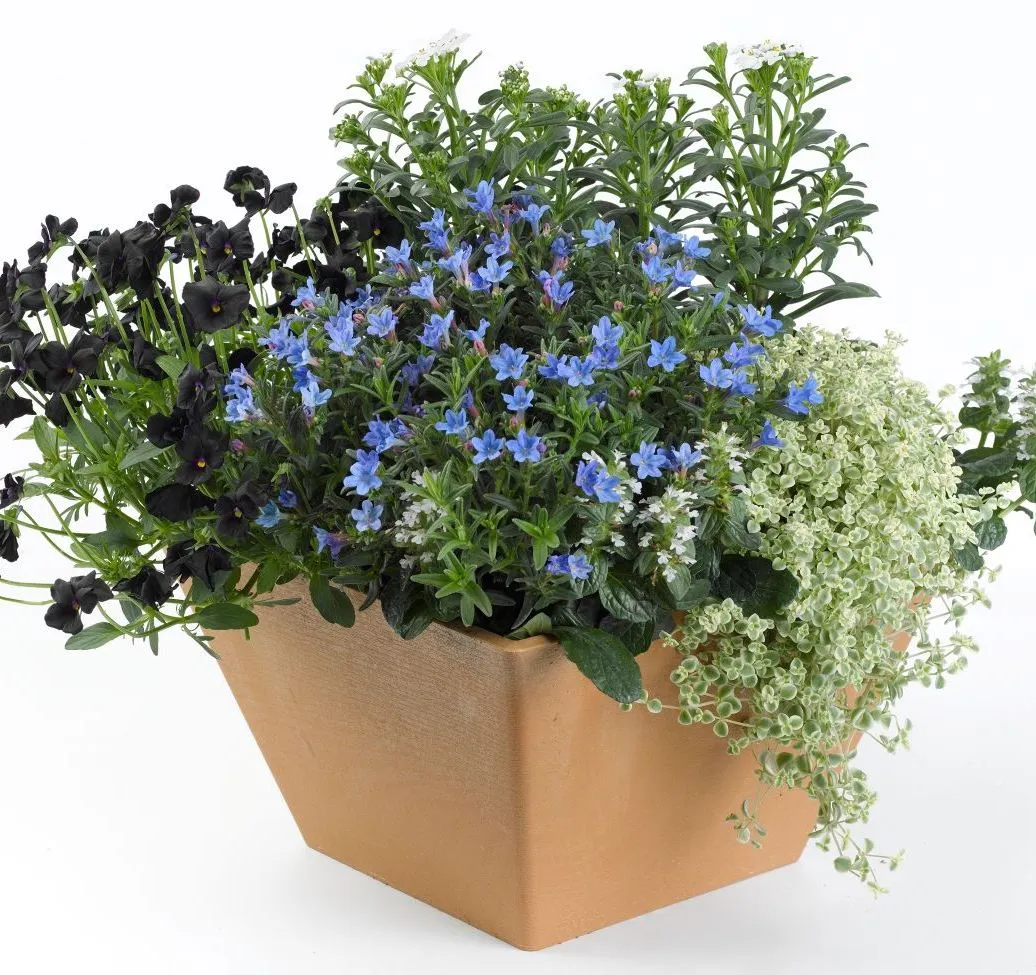 Lithodora Heavenly Blue - Jaldety © combo.jpg 