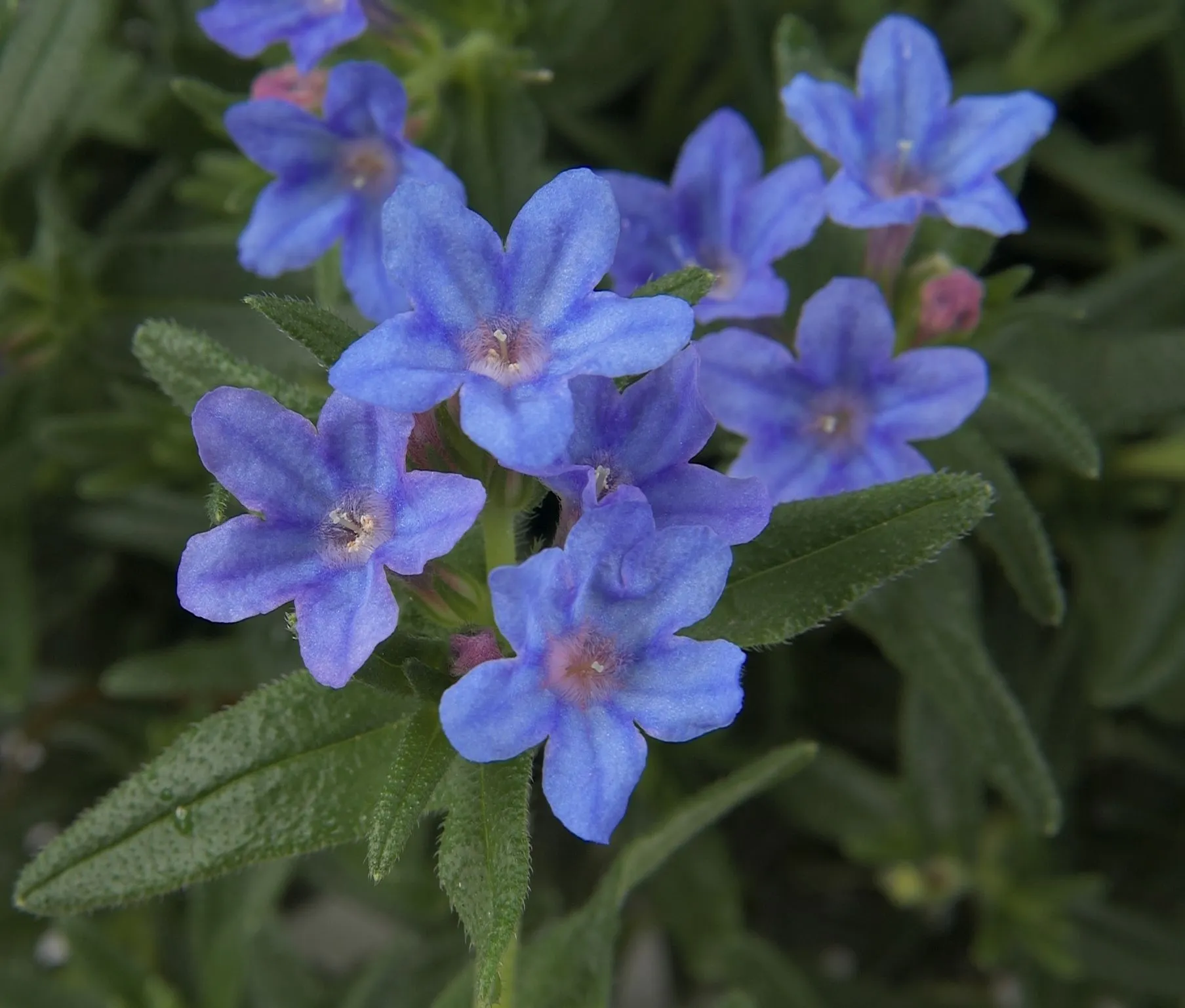 Lithodora