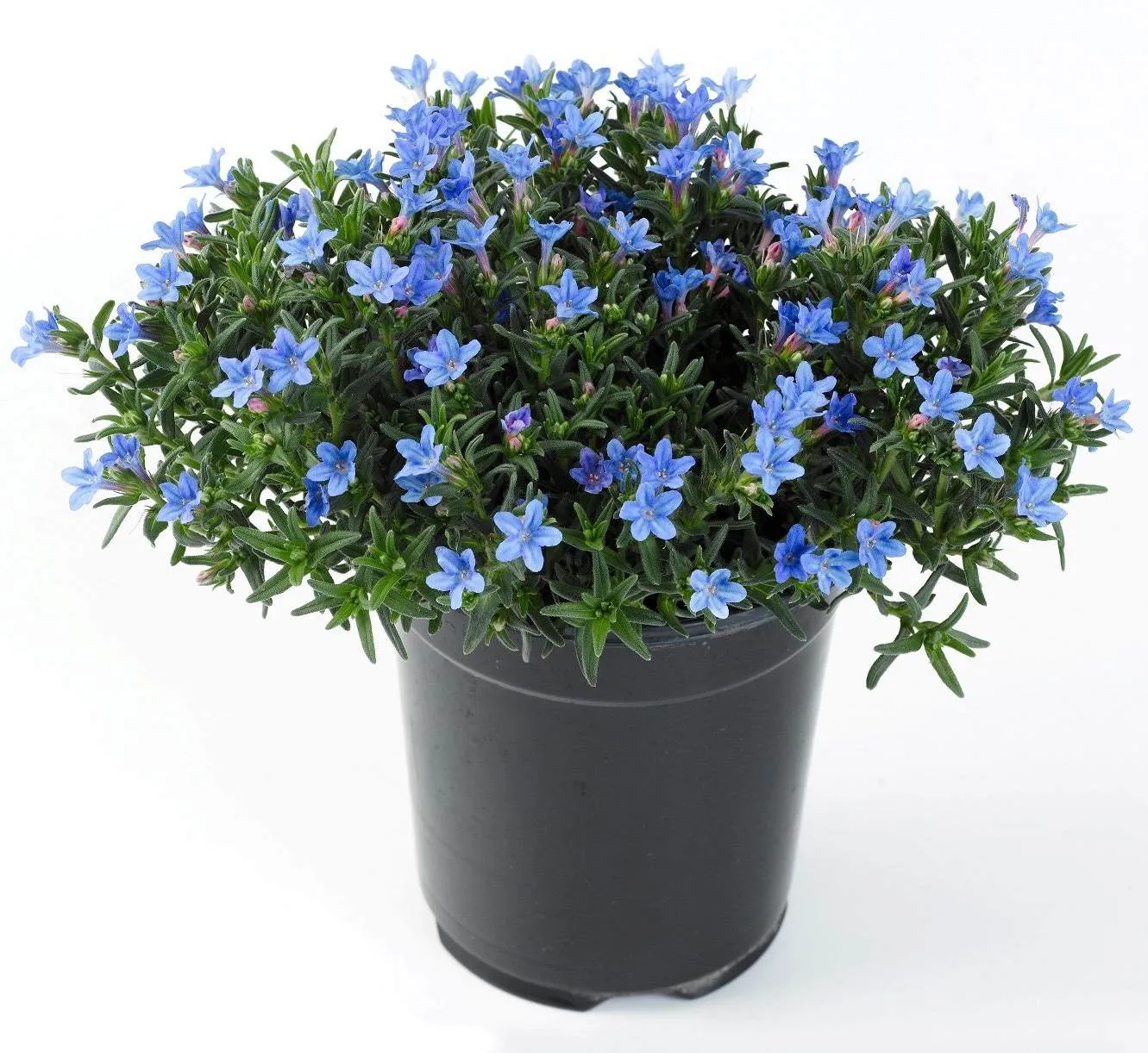 Lithodora Heavenly Blue - Jaldety © plant