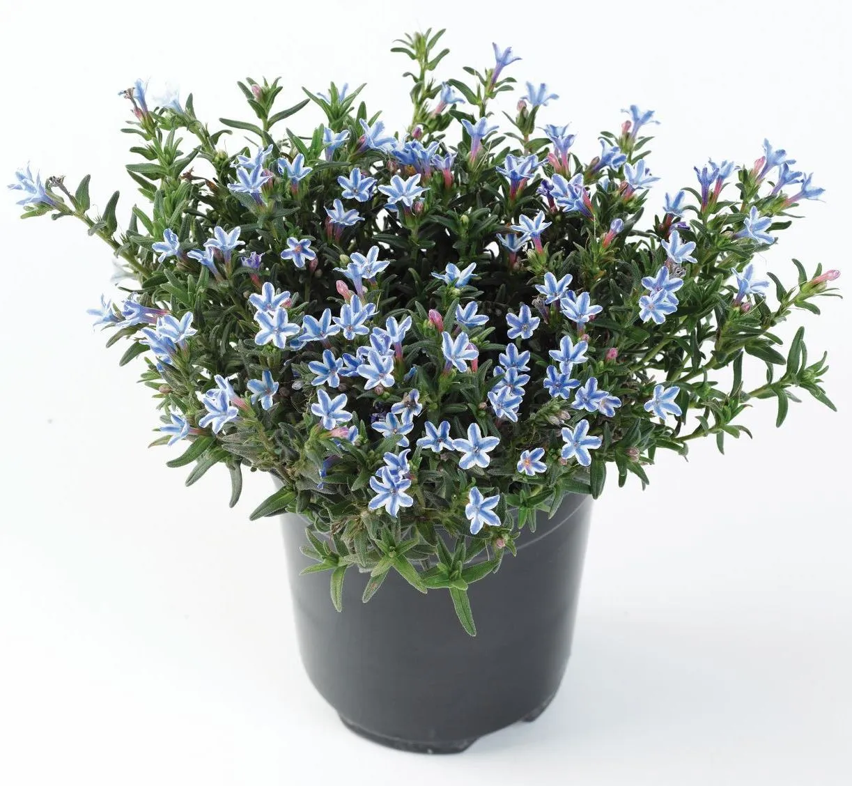Lithodora Star - Jaldety © plant