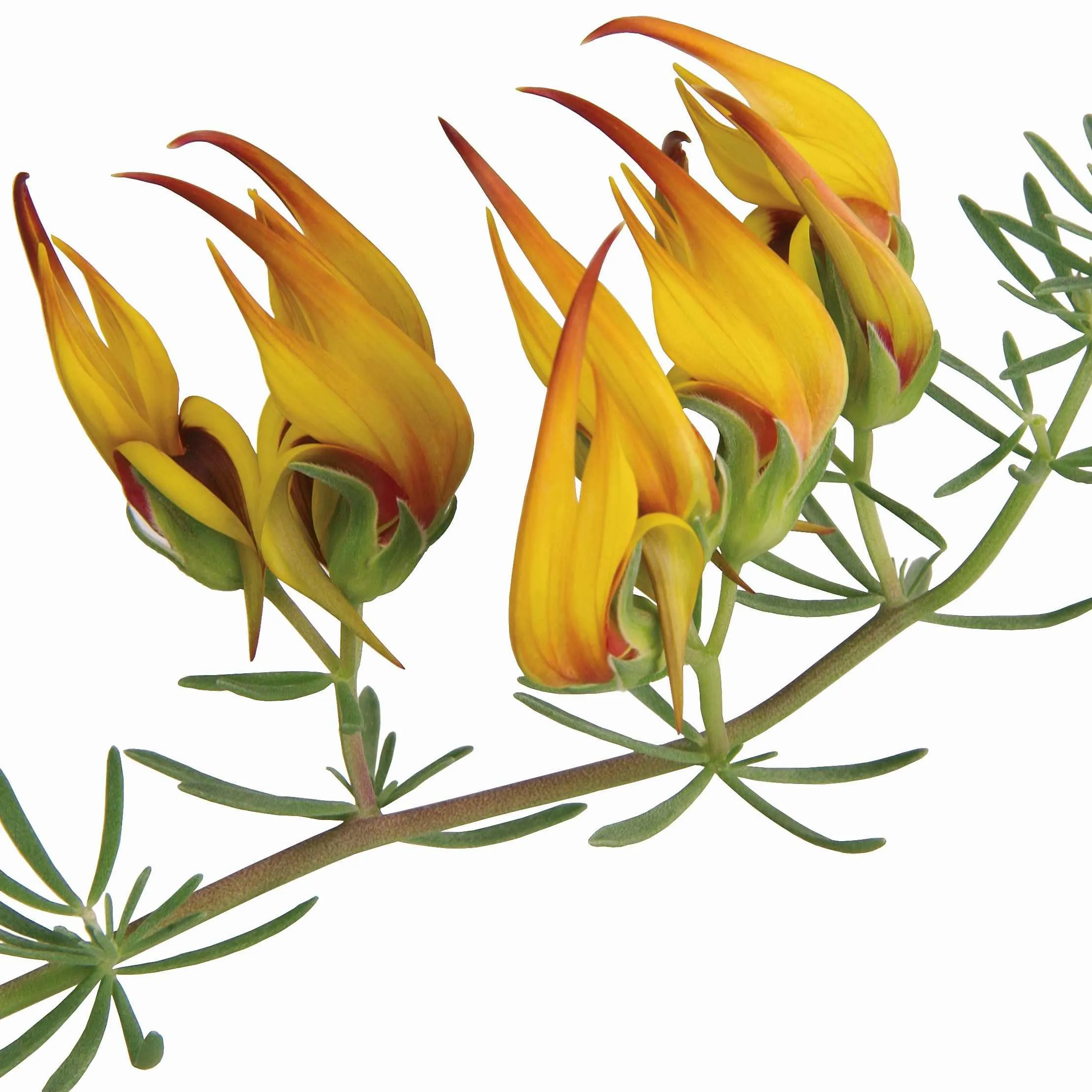 Lotus Yellow - Jaldety © flowers