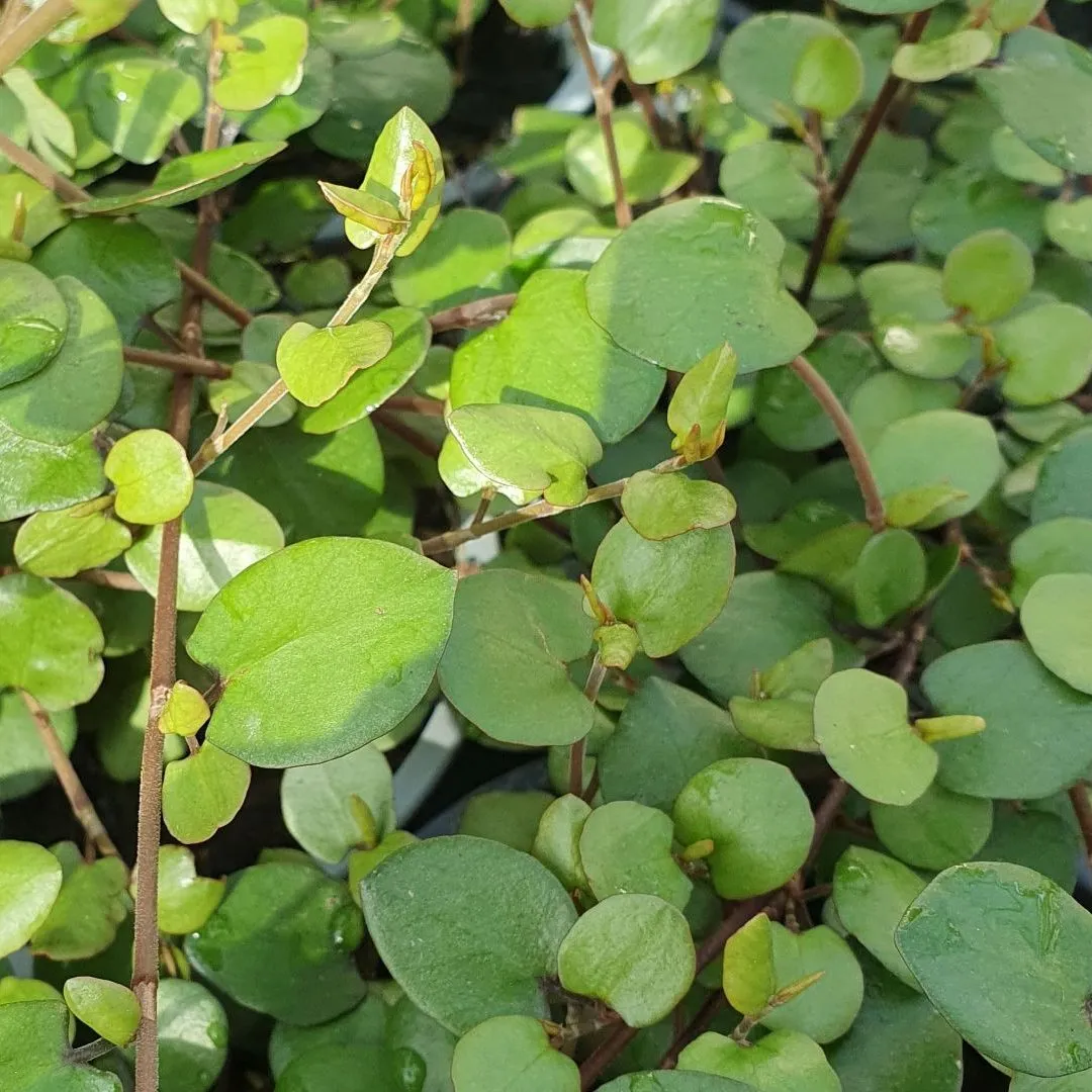 Muehlenbeckia Emerald Dream - s Jaldety ©
