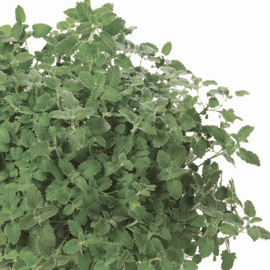 Nepeta Six Hills Giant - Jaldety © plant