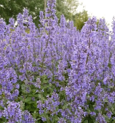 Nepeta Summer Magic - Jaldety 2 