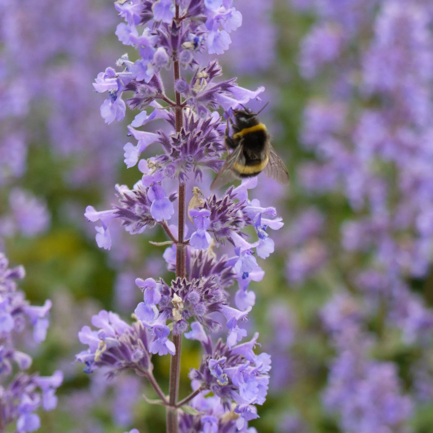 Nepeta Summer Magic - s Jaldety