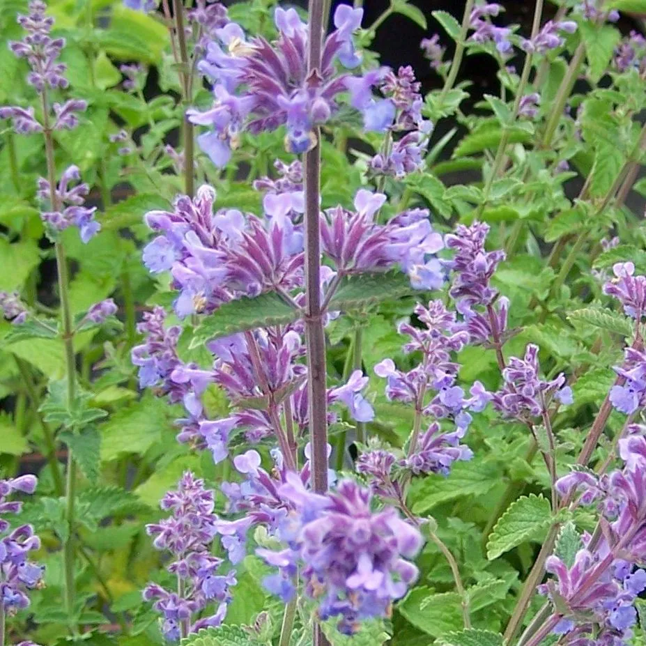 Nepeta faassenii Six Hills Giant - 2