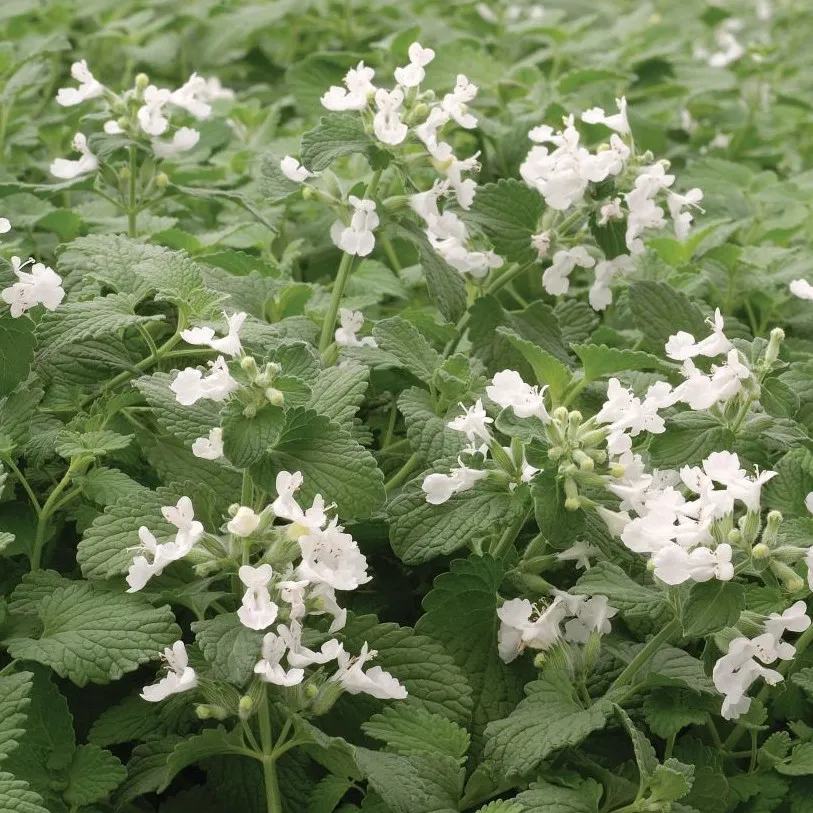 Nepeta faassenii Snowflake - Jaldety ©