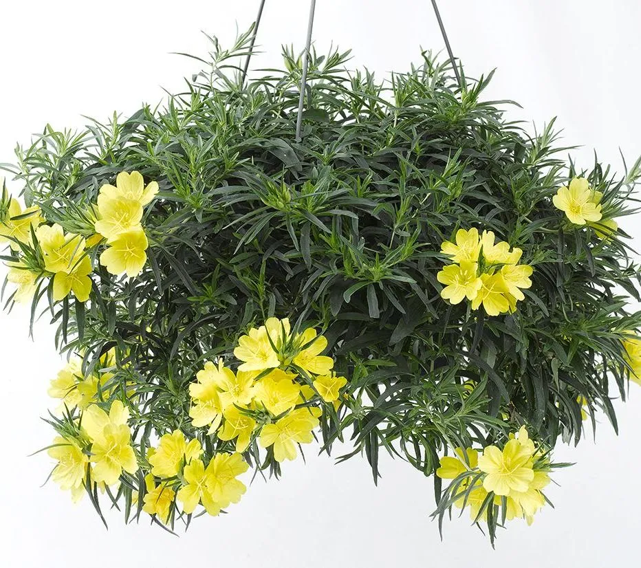 Oenothera fruticosa African Sun- Jaldet ©- plant