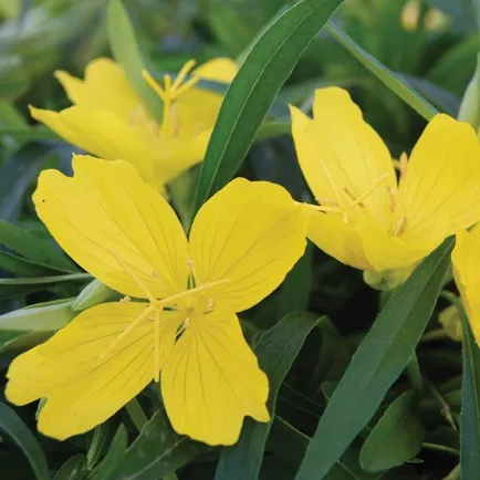 Oenothera fruticosa African Sun- Jaldety ©