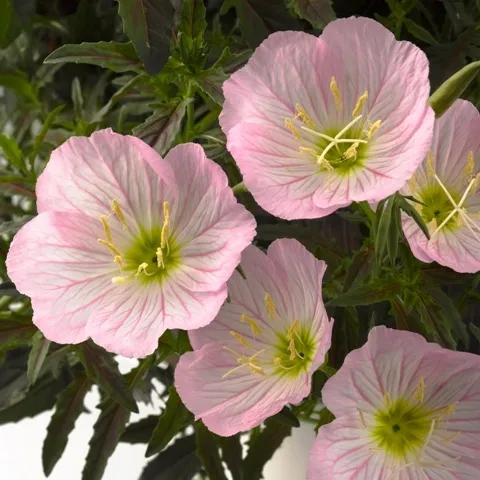 Oenothera speciosa siskiyou Pink - Jaldety © - flowers