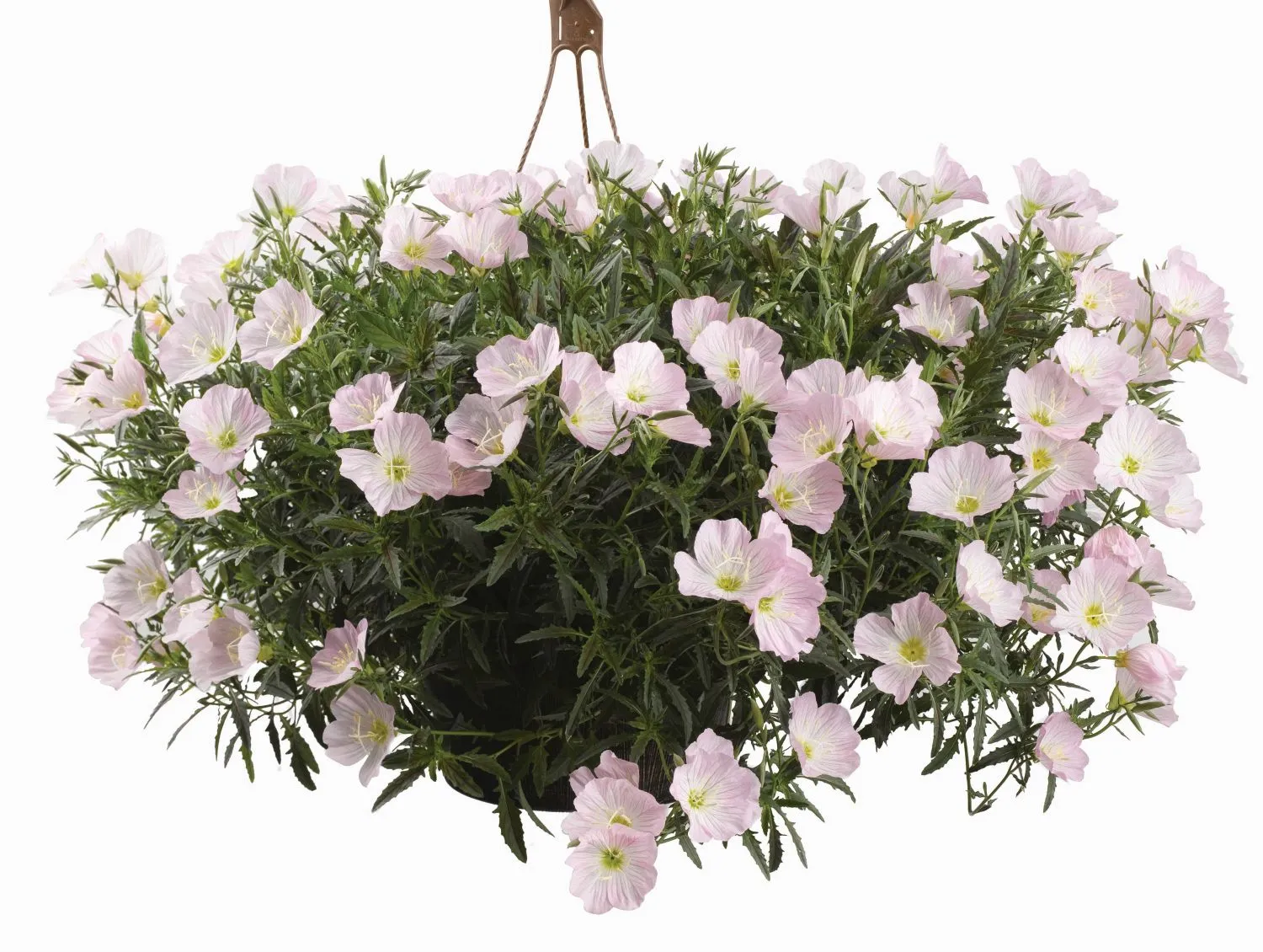 Oenothera