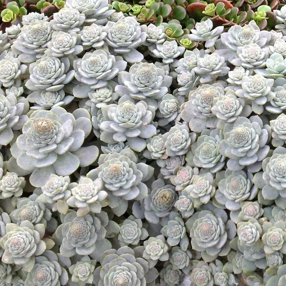 Orostachys Chinese Hat - Jaldety © - Autumn 
