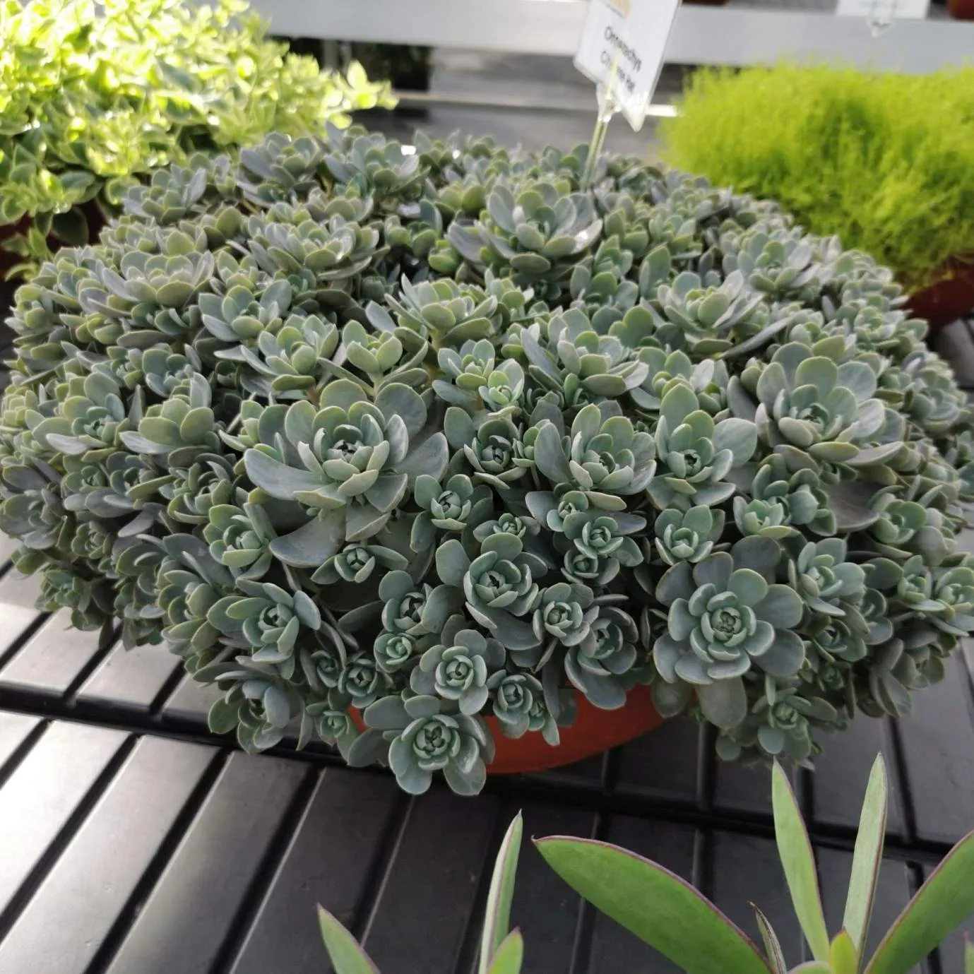 Orostachys Chinese Hat- Jaldety © - Plant