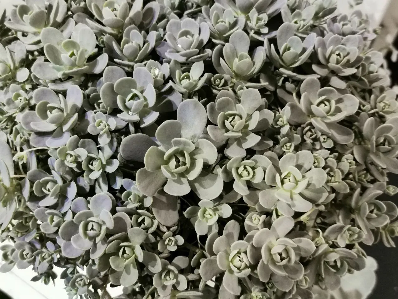 Orostachys