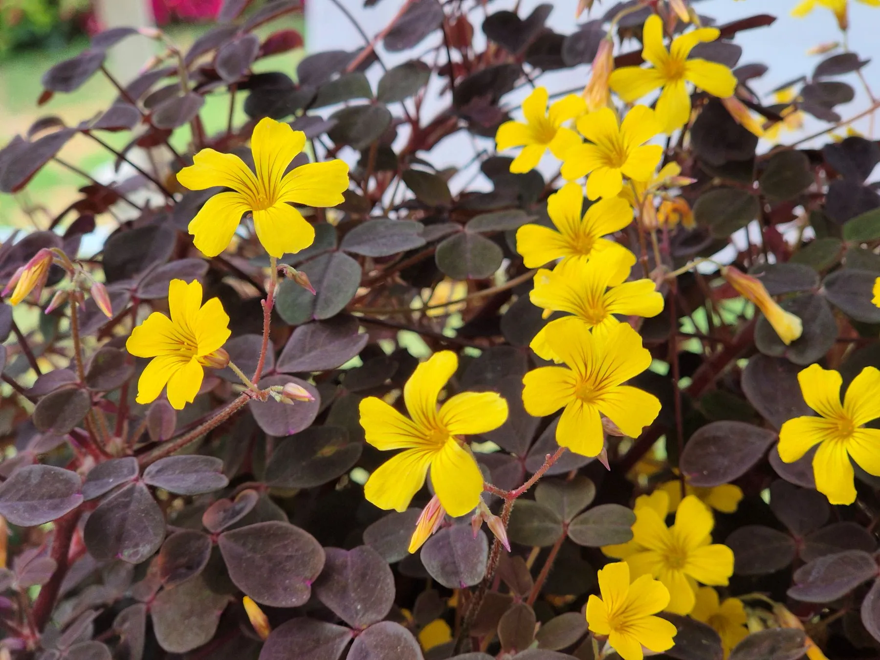 Oxalis