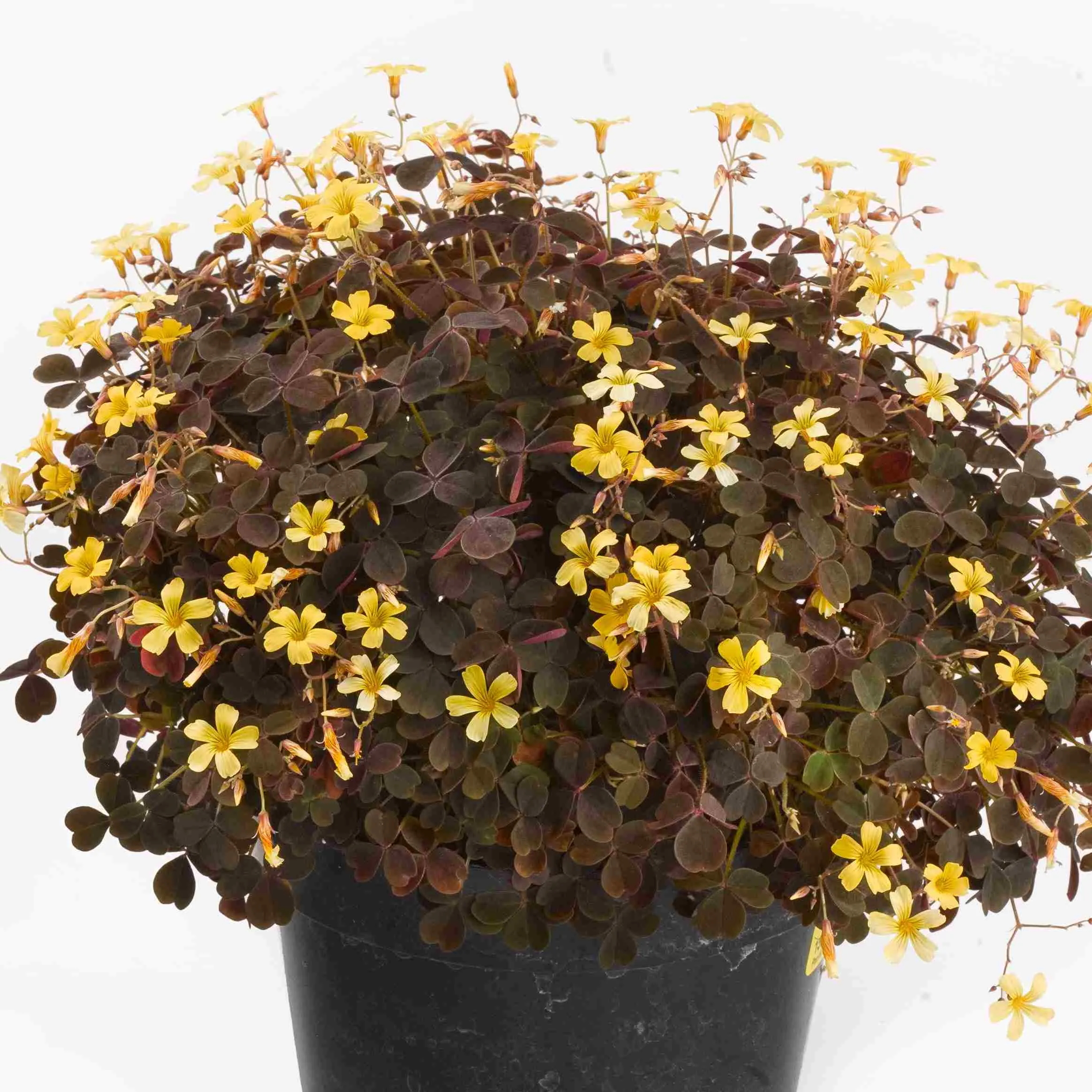 Oxalis Burgundy - Jaldety Plant