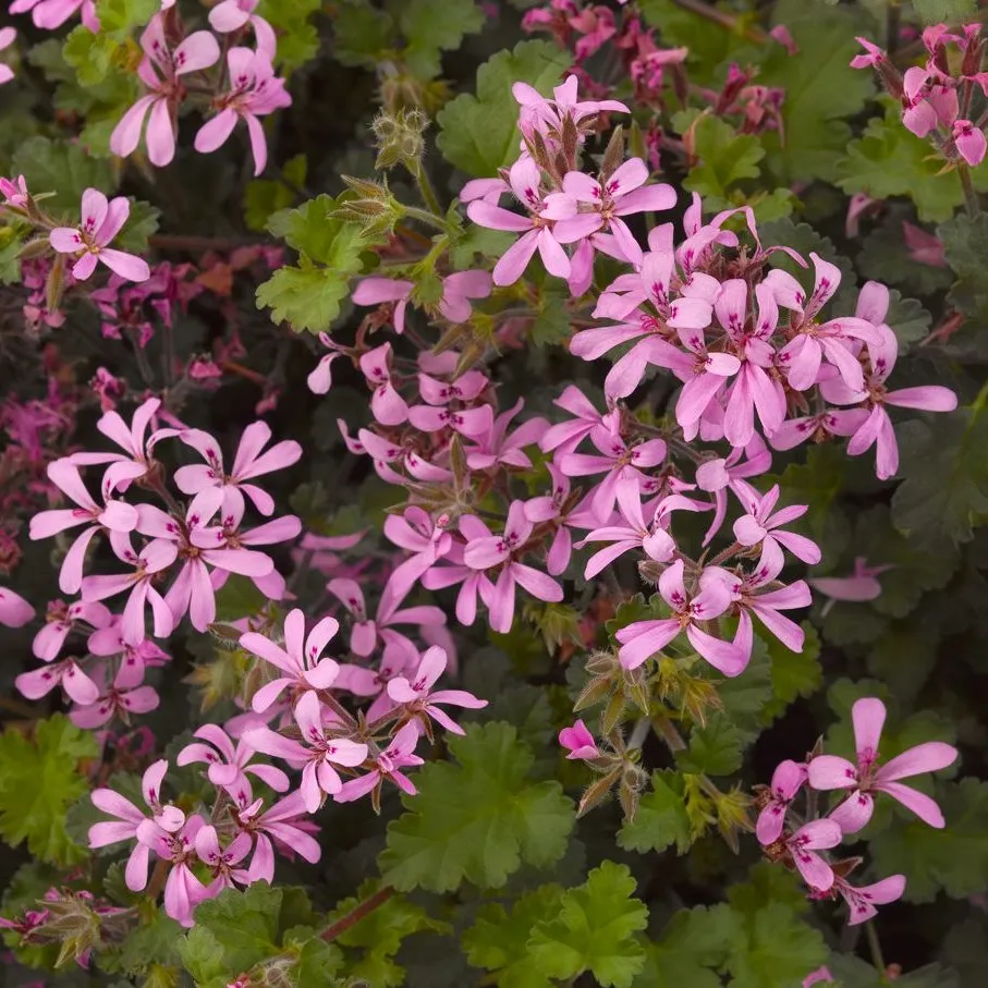 Pelargonium Pinki Pinks - Jaldety © flowers