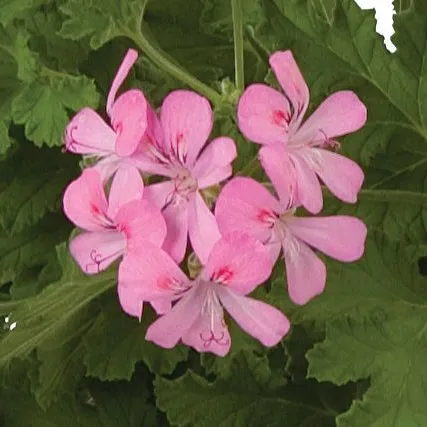 Pelargonium Scented Sweet Mimosa - Jaldety ©
