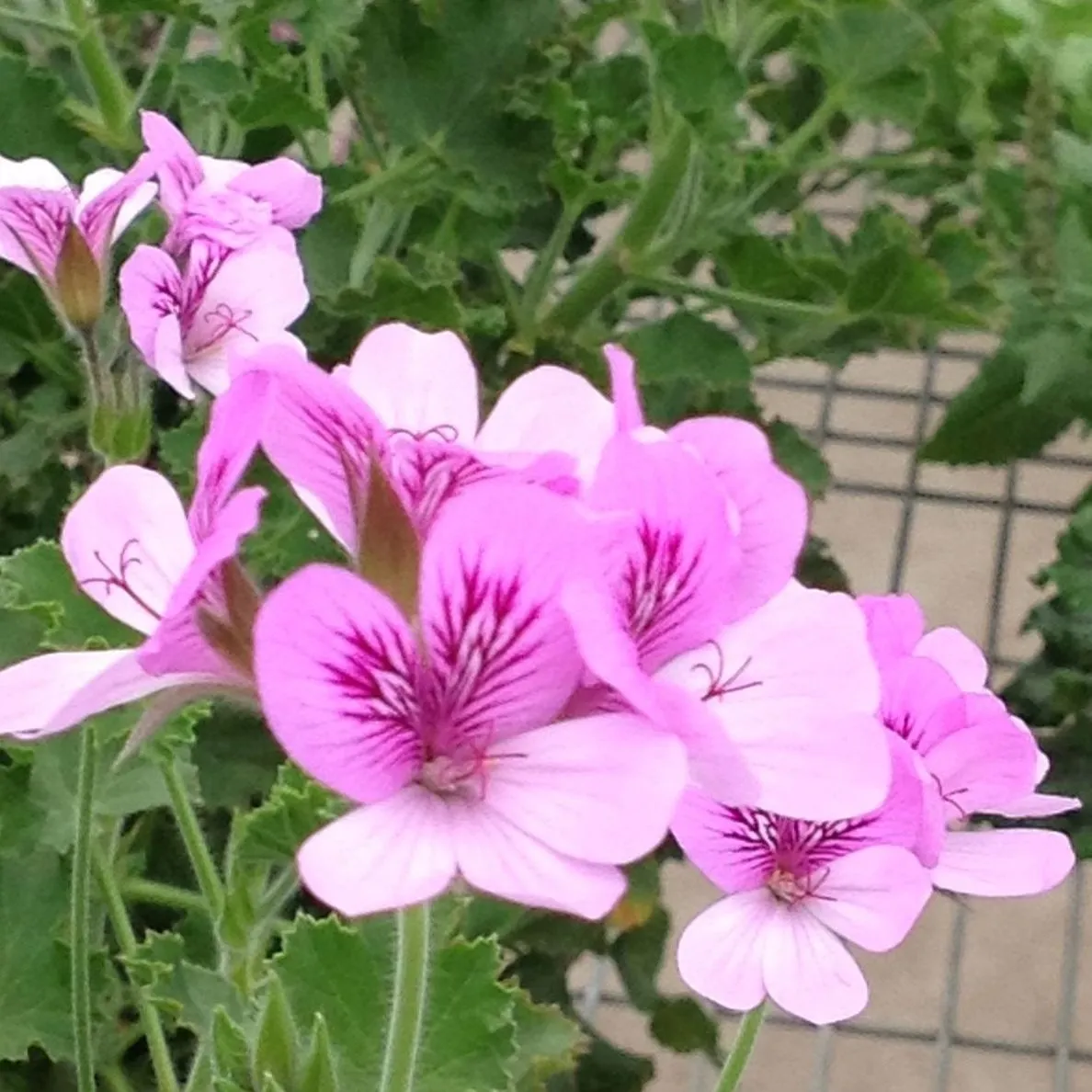 Pelargonium Scented Torento -  © Jaldety