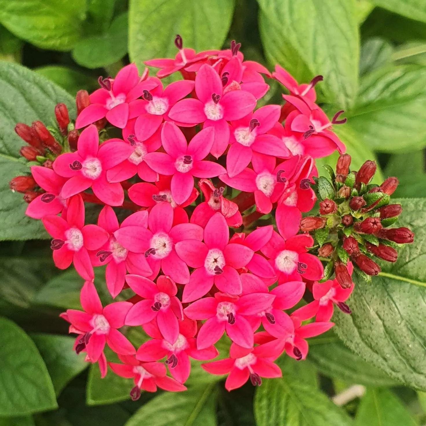 Pentas Festival Lilac - Jaldety ©