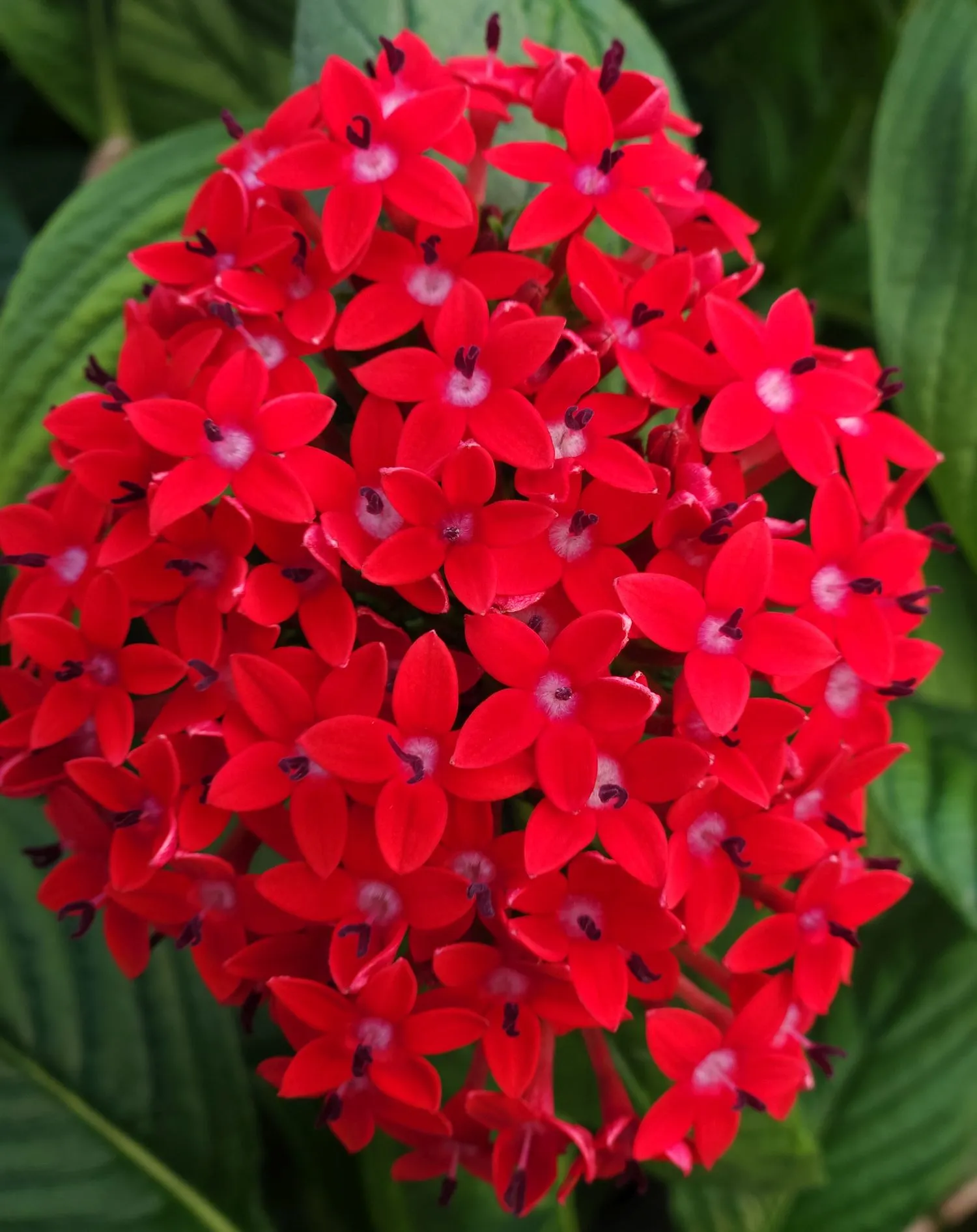 Pentas