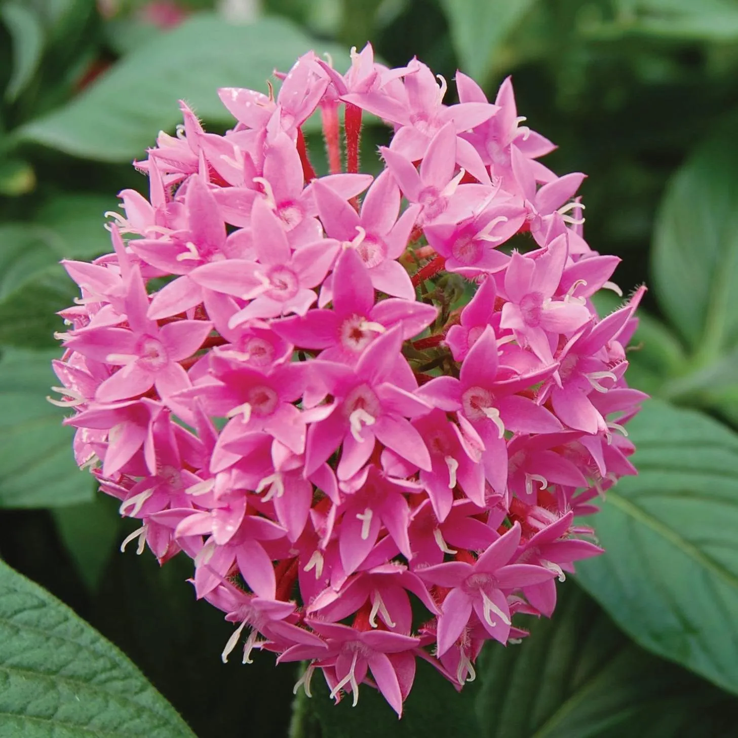 Pentas Panic Lilac - Jaldety ©