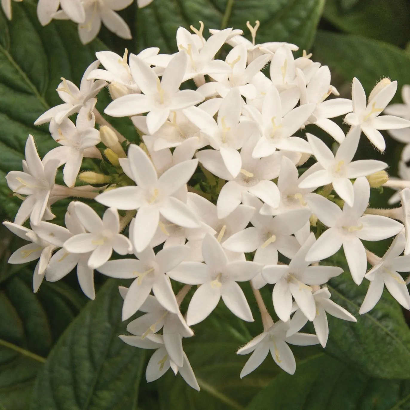 Pentas Polaris - Jaldety ©