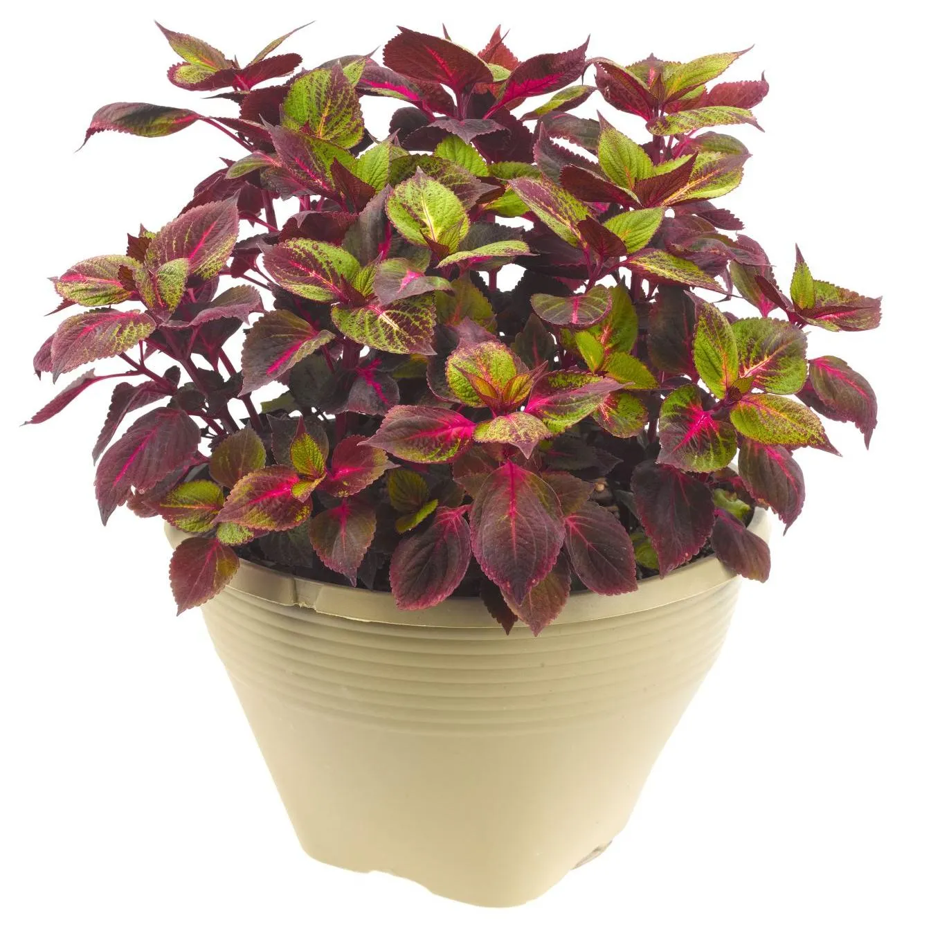Perilla Tricolor - Jaldety © plant