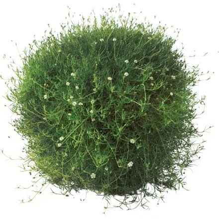 Sagina Green Moss - Jaldety ©