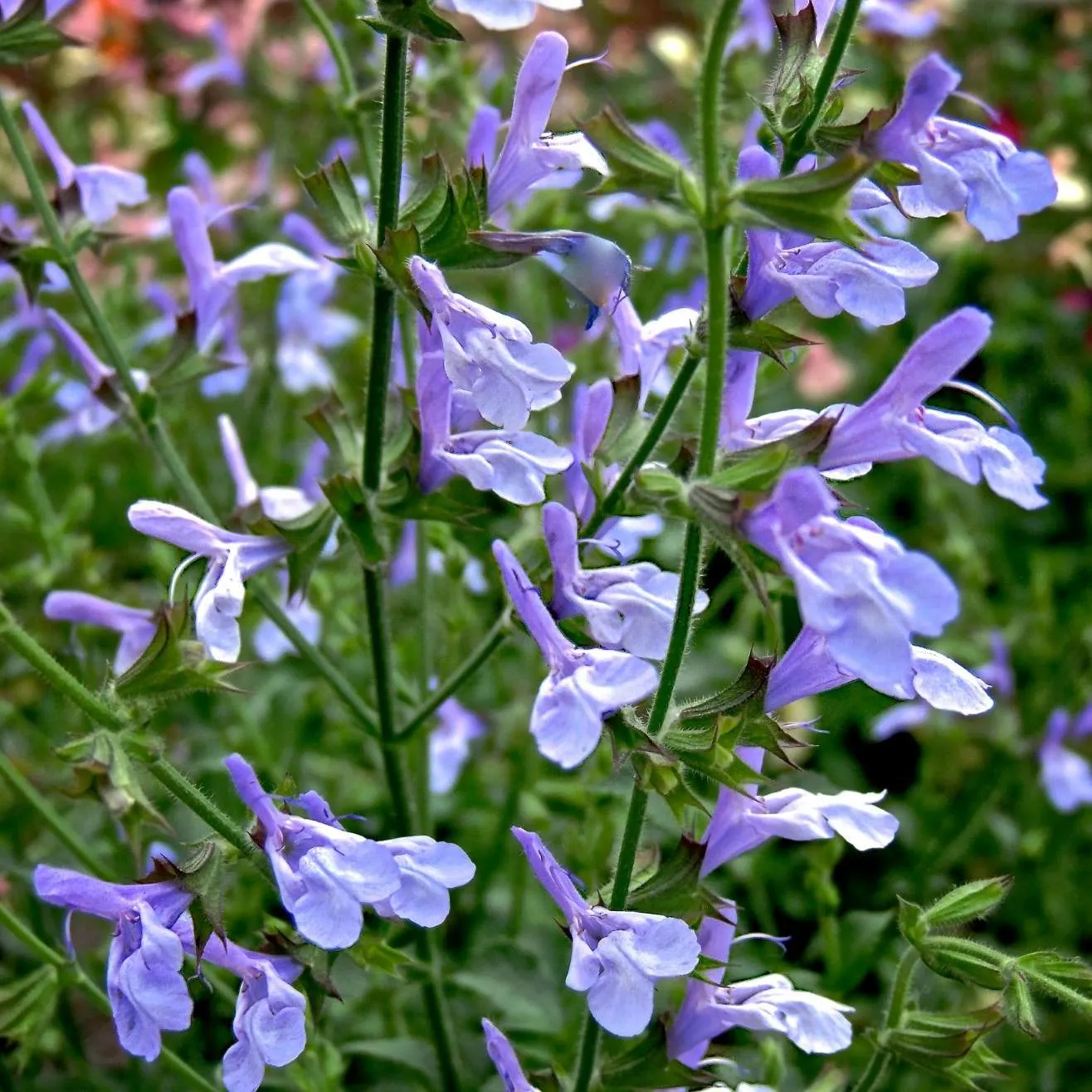 Salvia African Sky - Jaldety