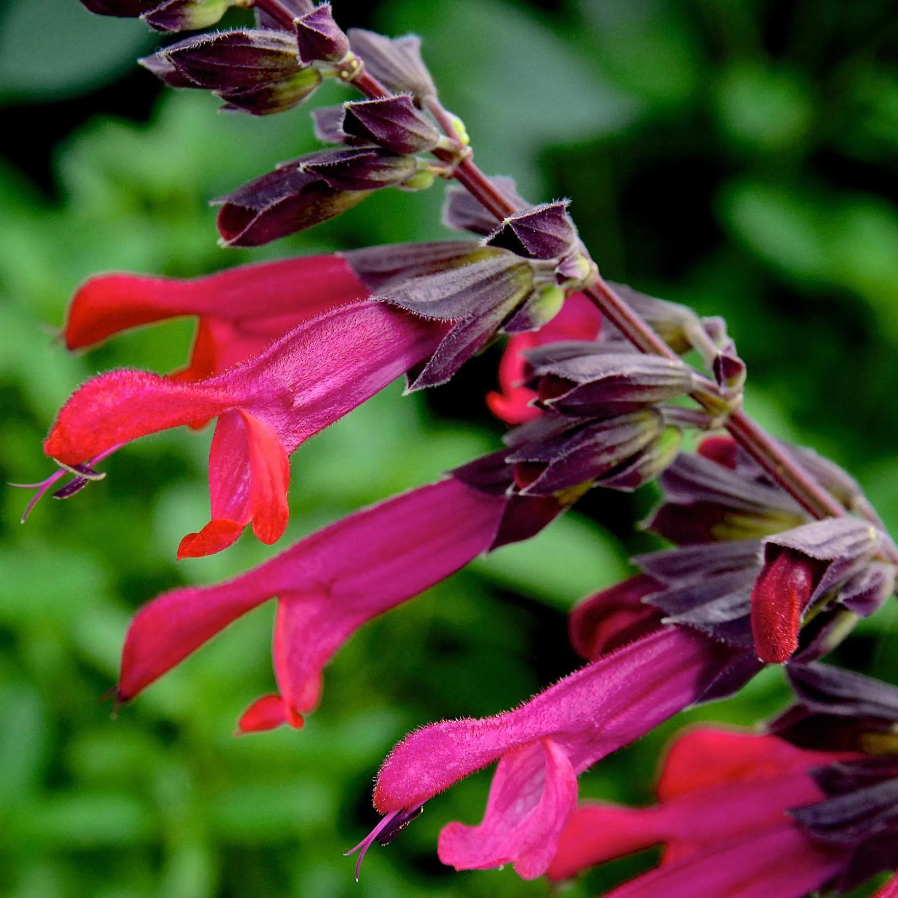 Salvia Amante - Jaldety © flower