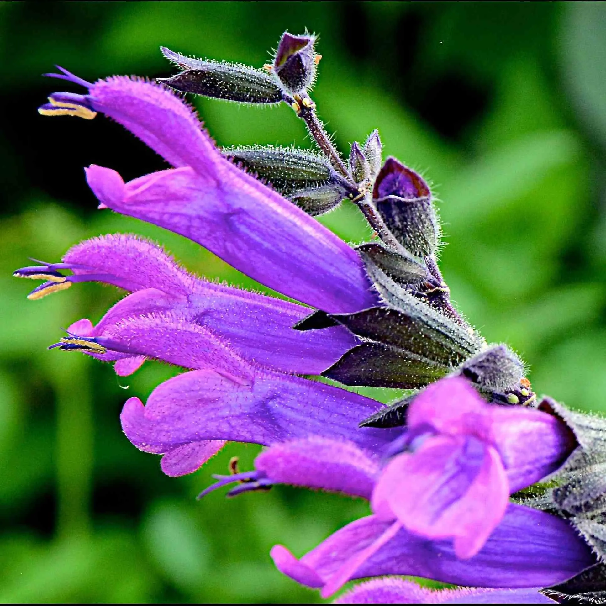 Salvia Amigo - Jaldety ©