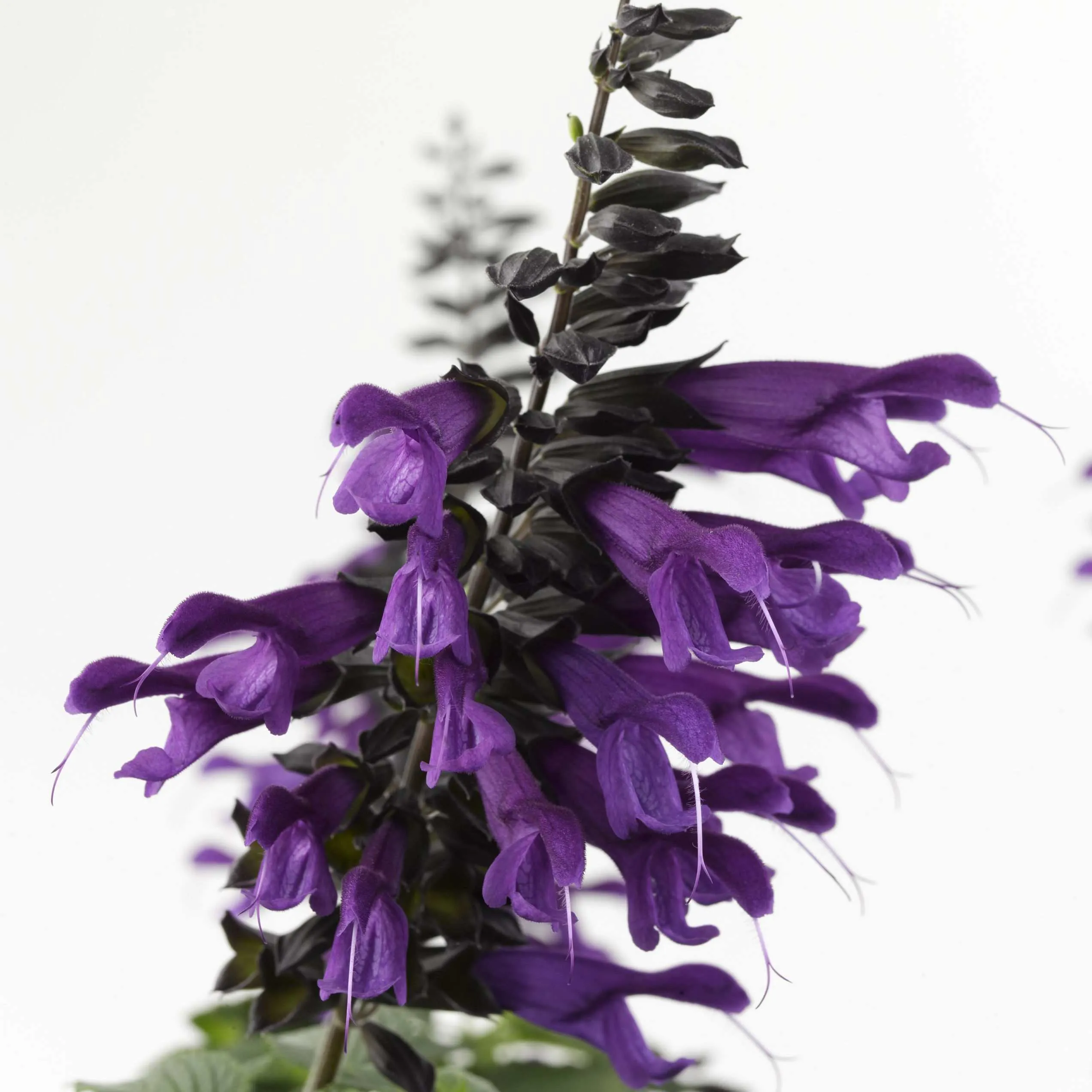 Salvia Amistad - Jaldety © flower