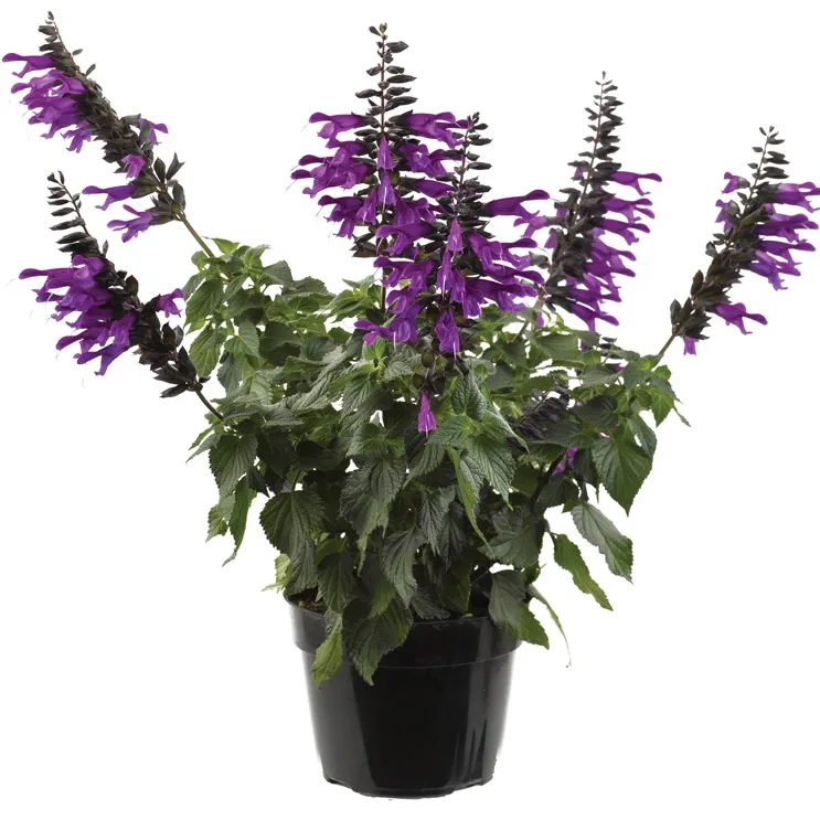 Salvia Amistad -Jaldety © plant