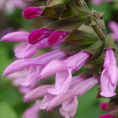 Salvia Amisted Pink