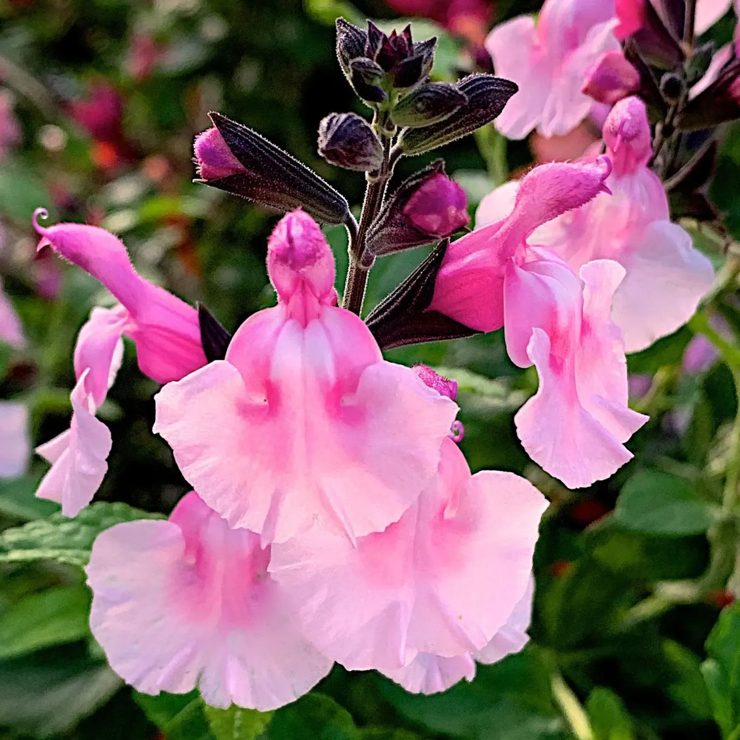 Salvia Angels Wings - © Jaldety