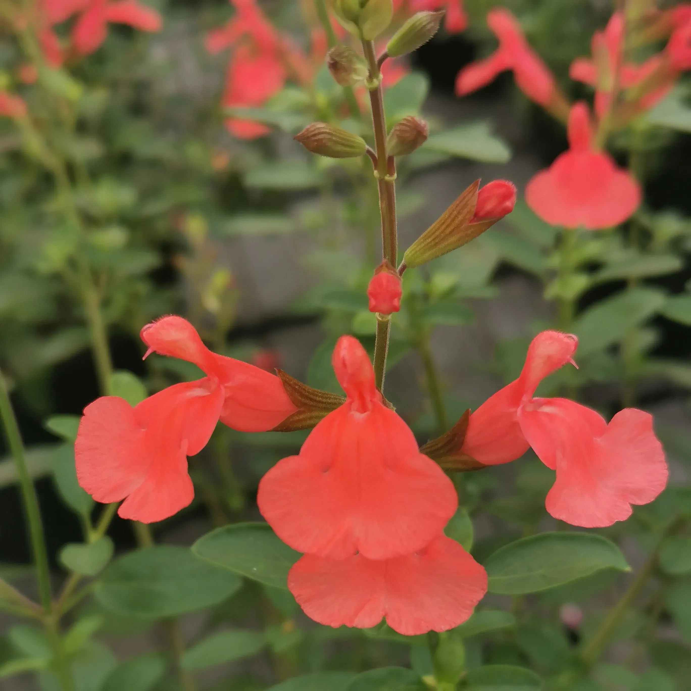 Salvia Apricot Spring - © Jaldety