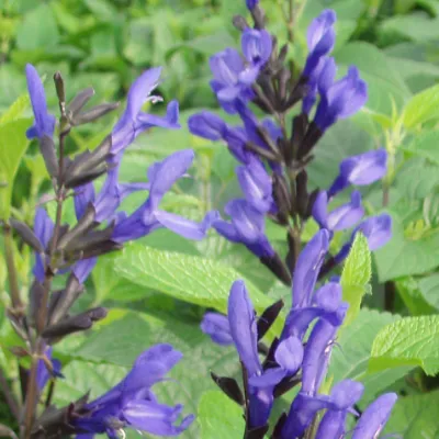 Salvia Black & Blue - Jaldety